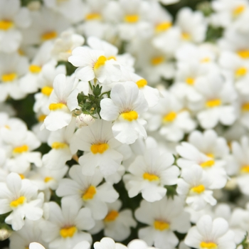 Nemesia Sunsatia® 'Coconut' (028702)