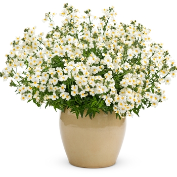 Nemesia Sunsatia® 'Coconut' (028704)