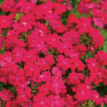 Verbena Babylon® '' (028709)