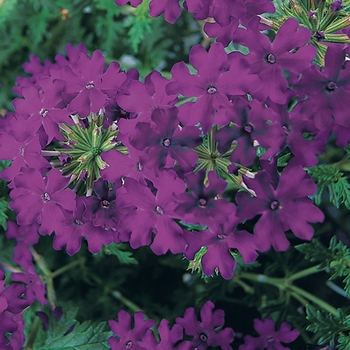 Verbena Babylon® 'Blue' (028710)