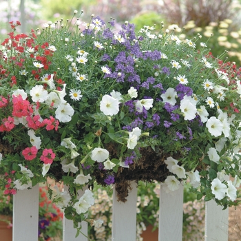 Verbena Babylon® 'Blue' (028711)