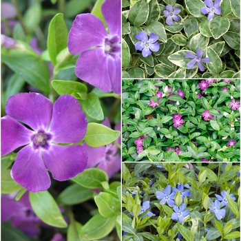 Vinca '' (028714)