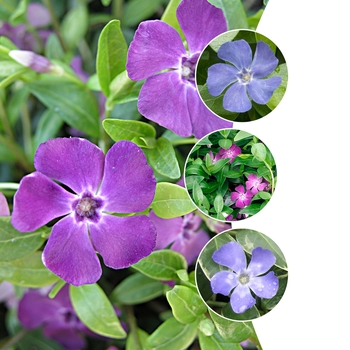 Vinca '' (028715)