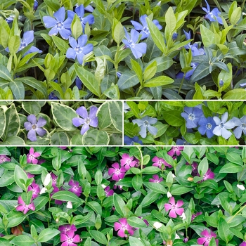 Vinca '' (028716)