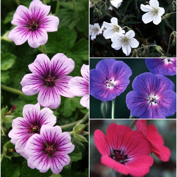 Petunia '' (028717)