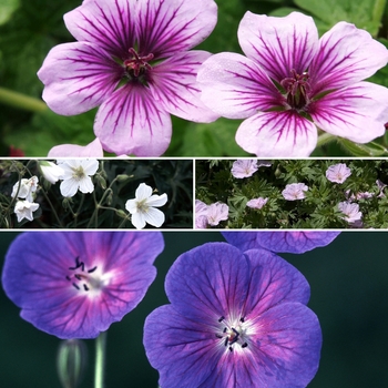 Petunia '' (028719)