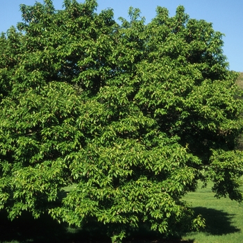 Acer ginnala 'Bailey Compact' (029118)