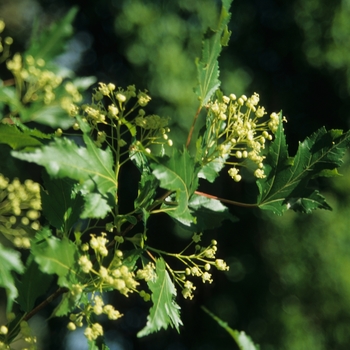 Acer ginnala 'Bailey Compact' (029121)