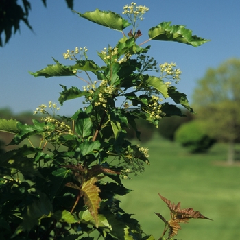 Acer ginnala var. semenowii '' (029124)