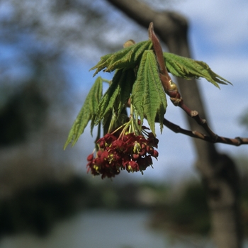 Acer japonicum 'Vitifolium' (029129)