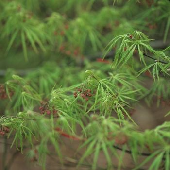 Acer palmatum var. dissectum '' (029168)