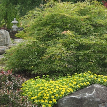 Acer palmatum var. dissectum '' (029169)