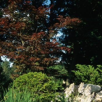 Acer palmatum 'Shojo Nomura' (029181)