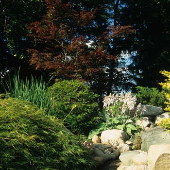 Acer palmatum 'Shojo Nomura' (029182)