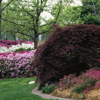 Acer palmatum var. dissectum 'Red Select' (029186)