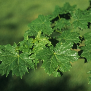 Acer platanoides 'Undulatum' (029200)