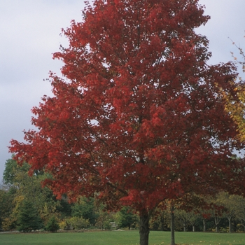 Acer rubrum '' (029202)