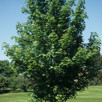 Acer truncatum x platanoides 'Norwegian Sunset®' (029270)