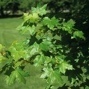 Acer truncatum x platanoides 'Norwegian Sunset®' (029272)