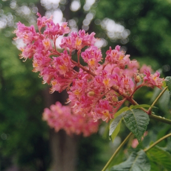 Aesculus californica '' (029340)