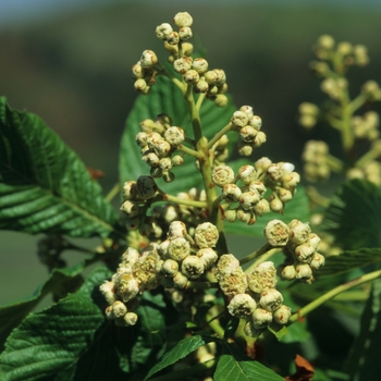 Aesculus hippocastanum 'Baumannii' (029353)