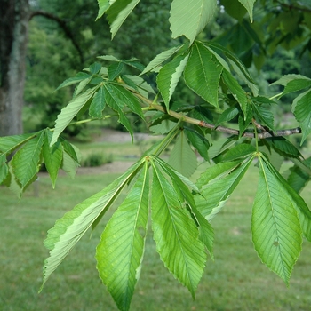 Aesculus turbinata '' (029371)