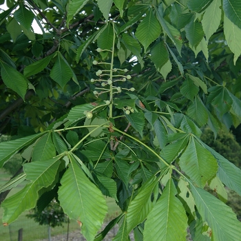 Aesculus turbinata '' (029372)