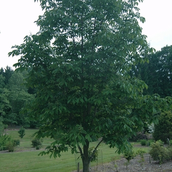 Aesculus turbinata '' (029373)