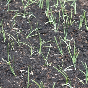 Allium cepa 'Super Star' (029404)