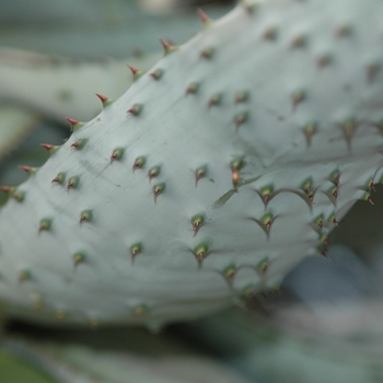 Aloe marlothii '' (029415)