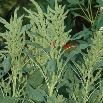 Amaranthus albus '' (029419)