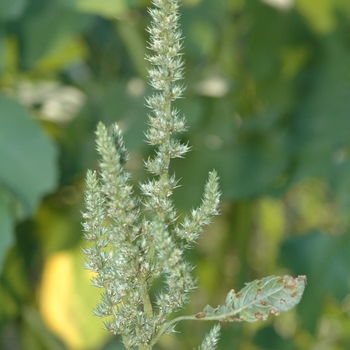 Amaranthus viridis '' (029421)