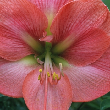 Amaryllis '' (029423)