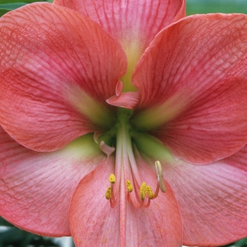 Amaryllis '' (029424)