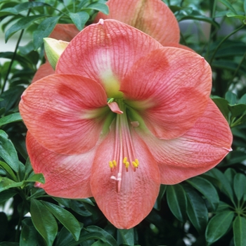 Amaryllis '' (029425)