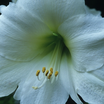 Amaryllis '' (029426)