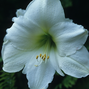 Amaryllis '' (029427)