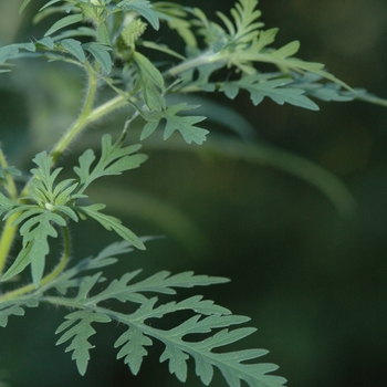 Ambrosia artemisiifolia '' (029429)