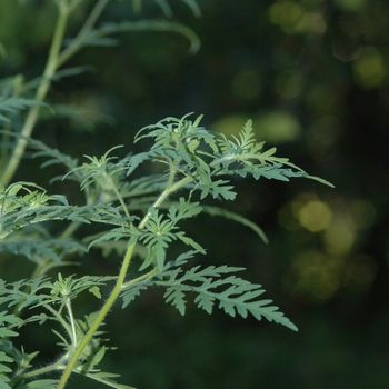 Ambrosia artemisiifolia '' (029430)