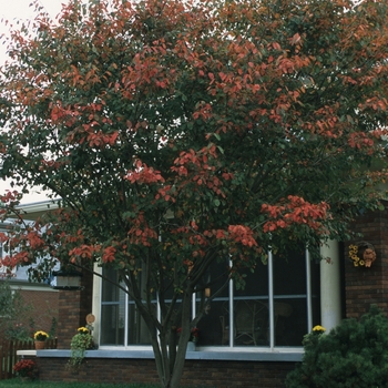 Amelanchier lamarckii '' (029444)