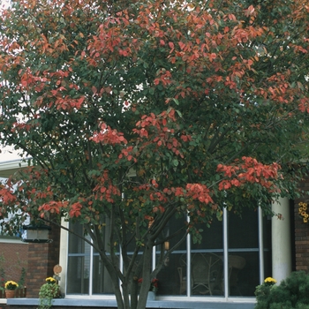 Amelanchier lamarckii '' (029445)