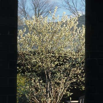 Amelanchier laevis '' (029449)