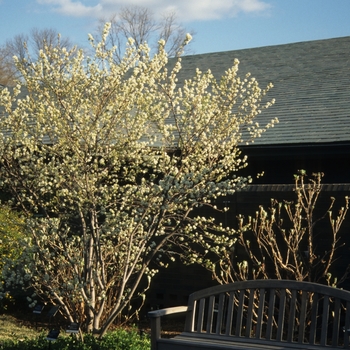 Amelanchier laevis '' (029450)