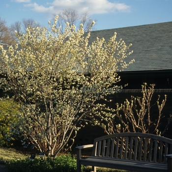 Amelanchier laevis '' (029451)