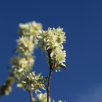 Amelanchier laevis '' (029452)