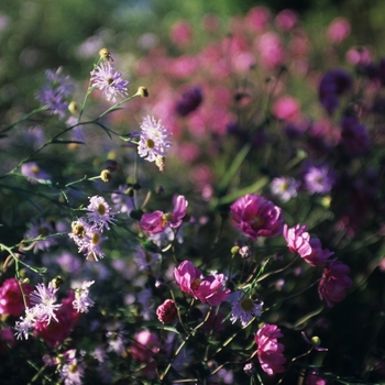 Anemone 'Margarete' (029486)