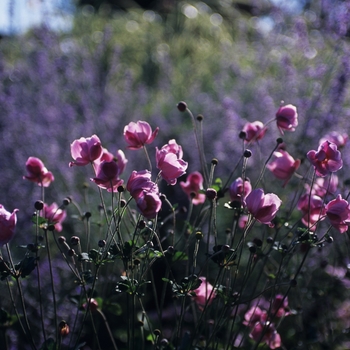 Anemone 'Queen Charlotte' (029488)