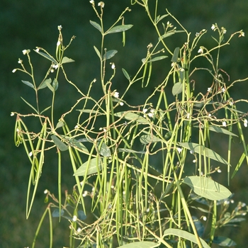 Apocynum androsaemifolium '' (029503)