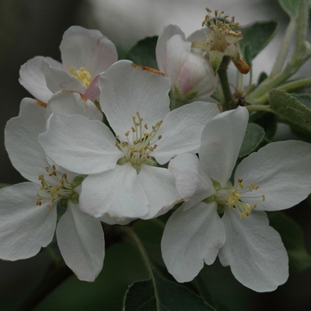 Malus domestica 'Enterprise' (029509)