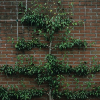 Malus domestica 'Golden Delicious' (029511)